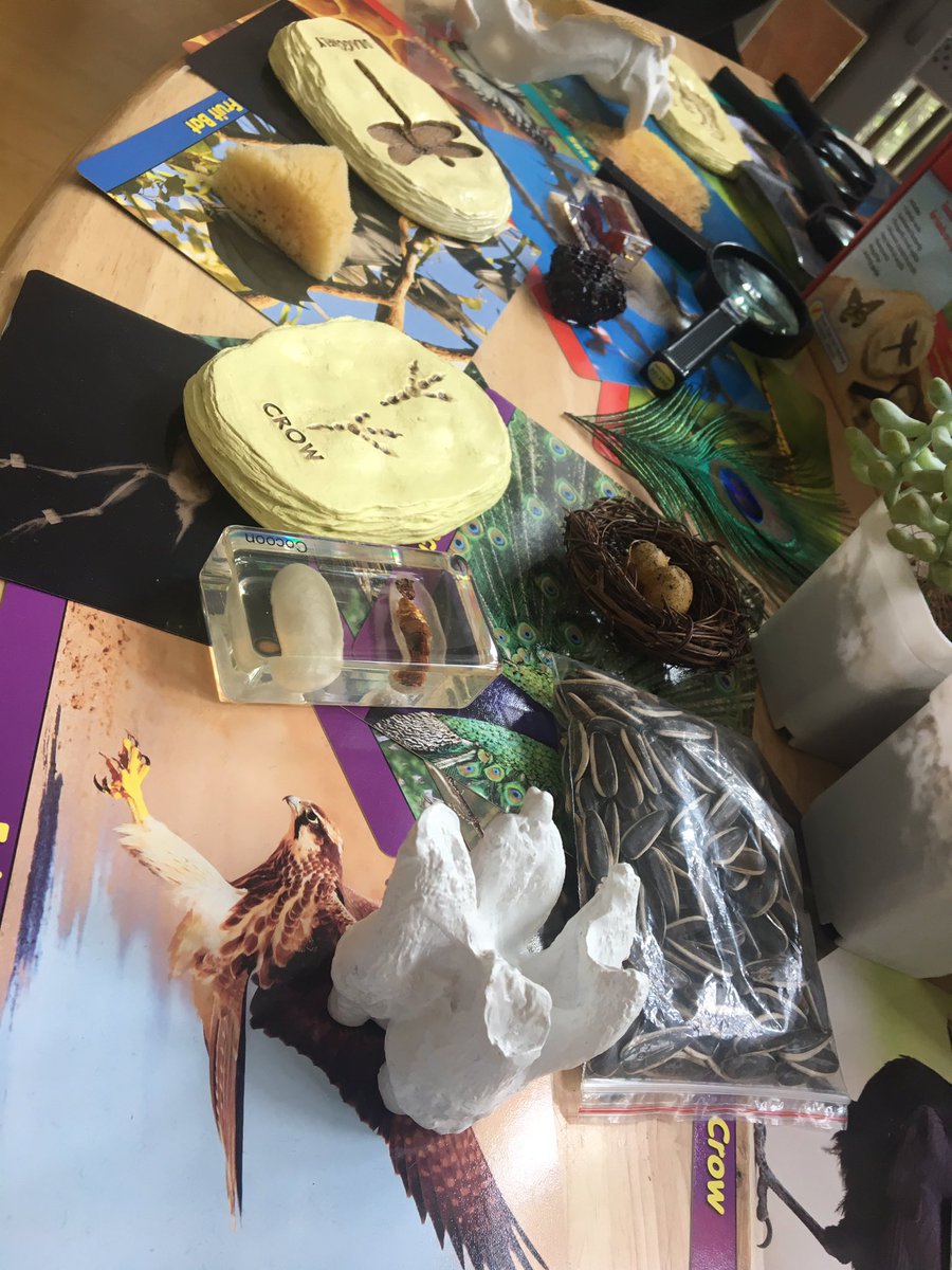 Loving the provocation table in <a href="/GR1MrsRowe/">Colleen Rowe</a> “exploring how living things go through a process of change” #multisensory #GoISNS
