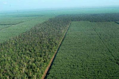 Presiden Terpilih Harus Pertahankan Regulasi Hutan untuk Rakyat skema perhutanan sosial yang dikelola secara lestari oleh masyarakat akan membantu pencapaian komitmen iklim Indonesia desamodern.com/web/berita/det…