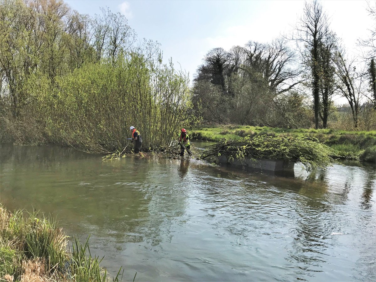 CainBio's tweet photo. A fun Friday cutting willow whips ahead of an upcoming bio-engineered bank erosion protection project!
#bioengineering #river #bankerosion #lovemyjob https://t.co/tqhn2sU5uX