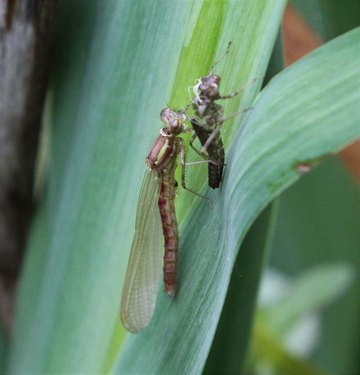 Colin Humphrey tweet media