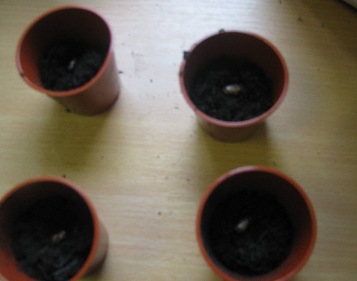 BHPSMansfield's tweet image. This week in Science, year 2 have set up an investigation to compare different growing conditions that plants need...we're looking forward to taking care of our bean seeds and to find out if our predictions are going to be correct! #Year2Science #Growingconditions #Greenfingers!