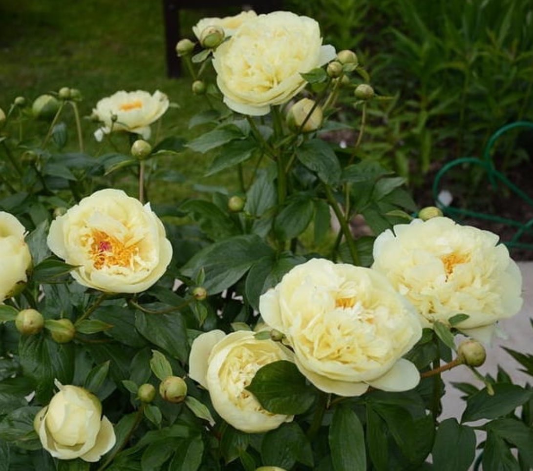 Lanning's Double Yellow пион
