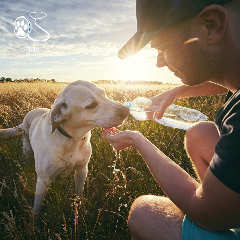 cvferofu's tweet photo. Ahora que se acerca el calor, cuídalos y mantelos hidratados 😎🐶
https://t.co/knUVfSuOYL

#perro #cachorro #hijo #primerdia #perrito #mascota #monada #precioso #veterinaria #brunete #madrid #mejor #amigo #salud #cuidado #lluvia #sol #buentiempo https://t.co/G1AO6ig5EY