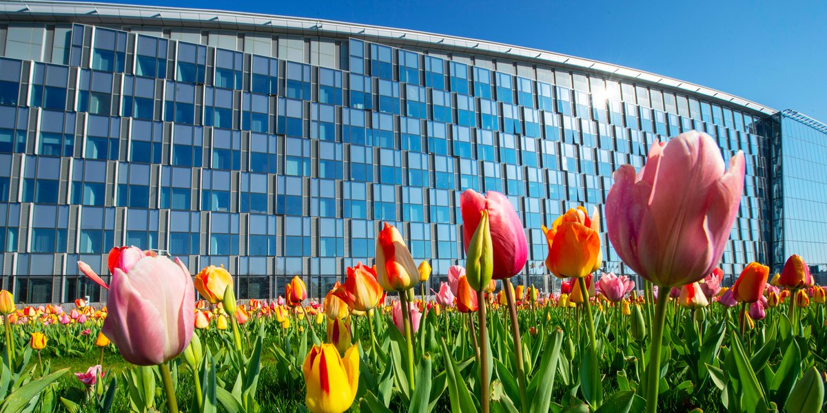 Tulips in front of NATO HQ.