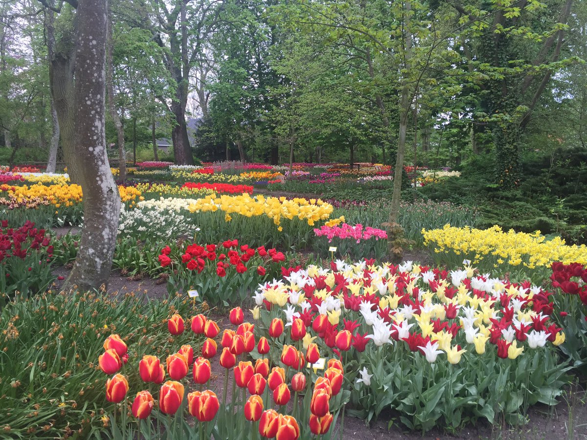 deelstralex's tweet photo. @Bloemendagen de poldertuin staat er nu nog heel mooi bij! #bloemendagen #tulpen #mooi #park #annapaulowna https://t.co/dWfFF8hwRu