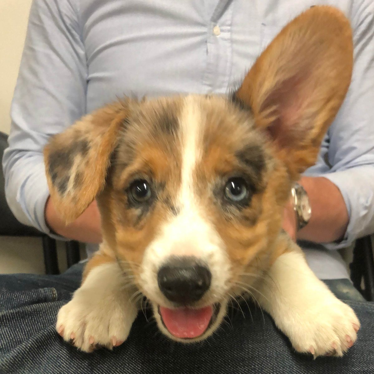 wallywagss's tweet photo. So Excited! #corgiobsessed #thecorgistyle #corgibeachday #corgisareawesome #corgicrazy #corgifamily #puppychow #puppi #corgie #puppytags #buzzfeedcorgis #corgi_of_instagram #puppybrother #puppydogs #corgirules #fluffycorgi #puppypics #corgimom #corgistagrams #corgistyle https://t.co/LQOuzxTdtt