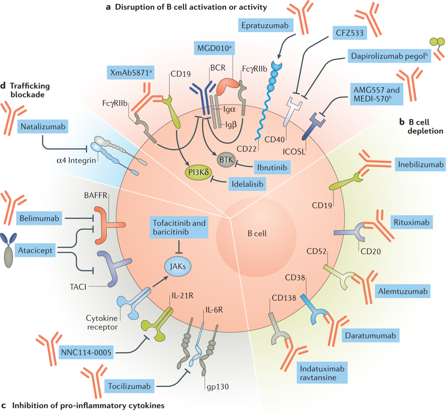 #MayIssue | B cell checkpoints in autoimmune rheumatic diseases
#rheumatology #checkpoint #autoimmunity
Learn more in our #Review at go.nature.com/2uWQJP4