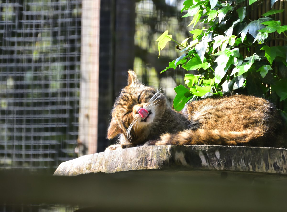Our lovely wildcat Staffin has a reputation for being grumpy. Whilst this is a fairly well deserved trait among wildcats, we'd just like to point out that even he has good days...

#cats #wildcat #happycat #rewilding #conservation