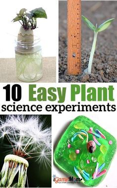 oneclipsesci's tweet image. Plant science experiments for kids learn parts of a plant, function of plant, plant life cycle. Great for outdoor gardening or kitchen science activities projects, school science fair projects, preschool to grade 5. life cycle. nature STEM activity #iGameMomSTEM #ScienceForK…