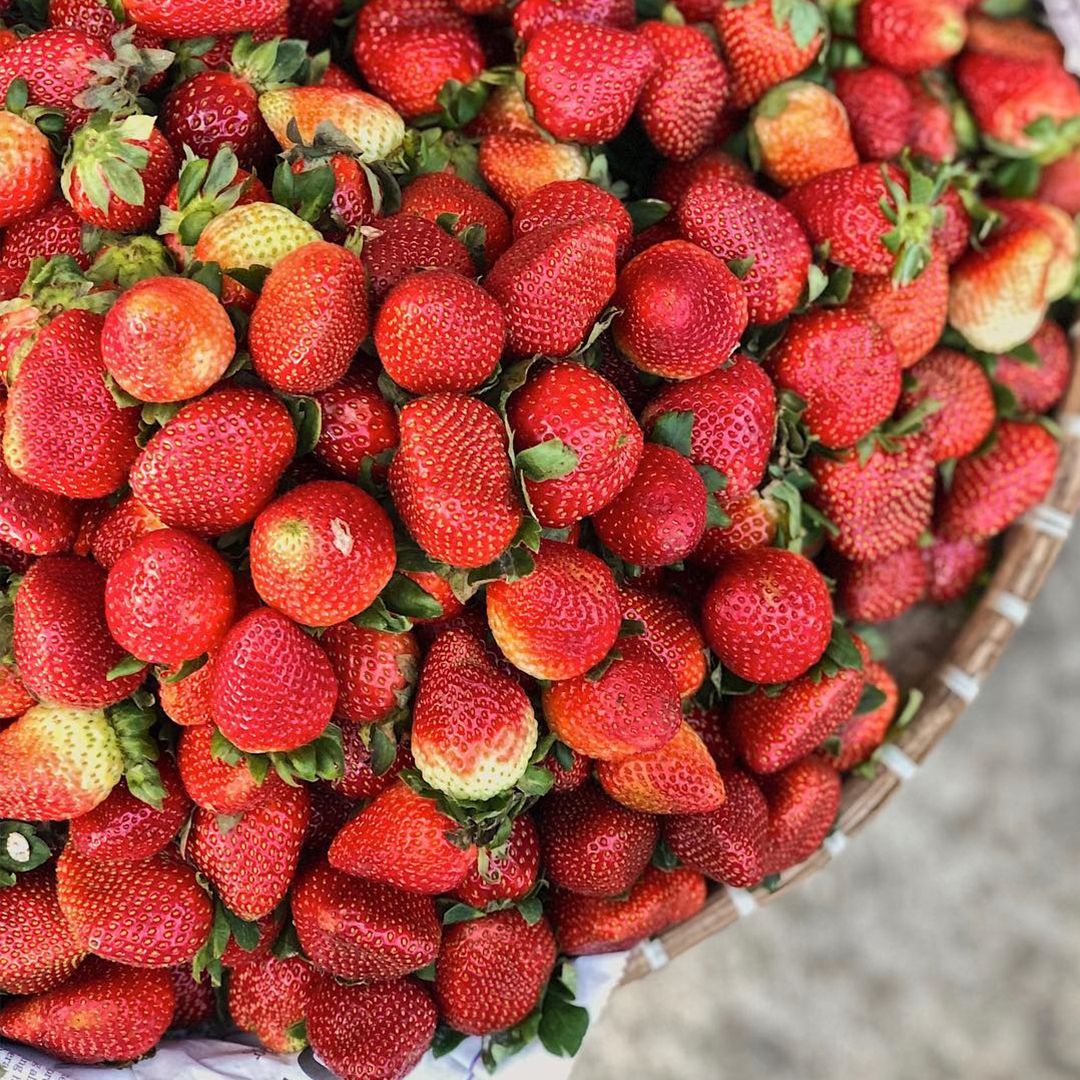 AzaleaBaguioPH's tweet photo. The Baguio city experience will never be complete without strawberries.
📷@jepp_tee
#AzaleaBaguio #AzaleaHotels #AzaleaResidences #Baguio #Philippines #HolidayHaven #Family #Group #Couple #Travel #Travelgram #Instatravel #Vacation #Instagood #Holiday #WhereToGo https://t.co/EjSeYJfqqJ