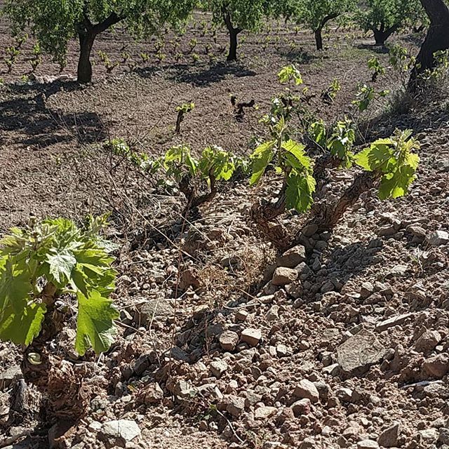 cellersabate's tweet photo. Resistència. Resistencia Resistance. #cariñena #carinyena #vinyesvelles #priorat #lavilellabaixa #desde1910 #descobreixcatalunya #winelovers @d.o.q.priorat https://t.co/MU3aGCqxXU