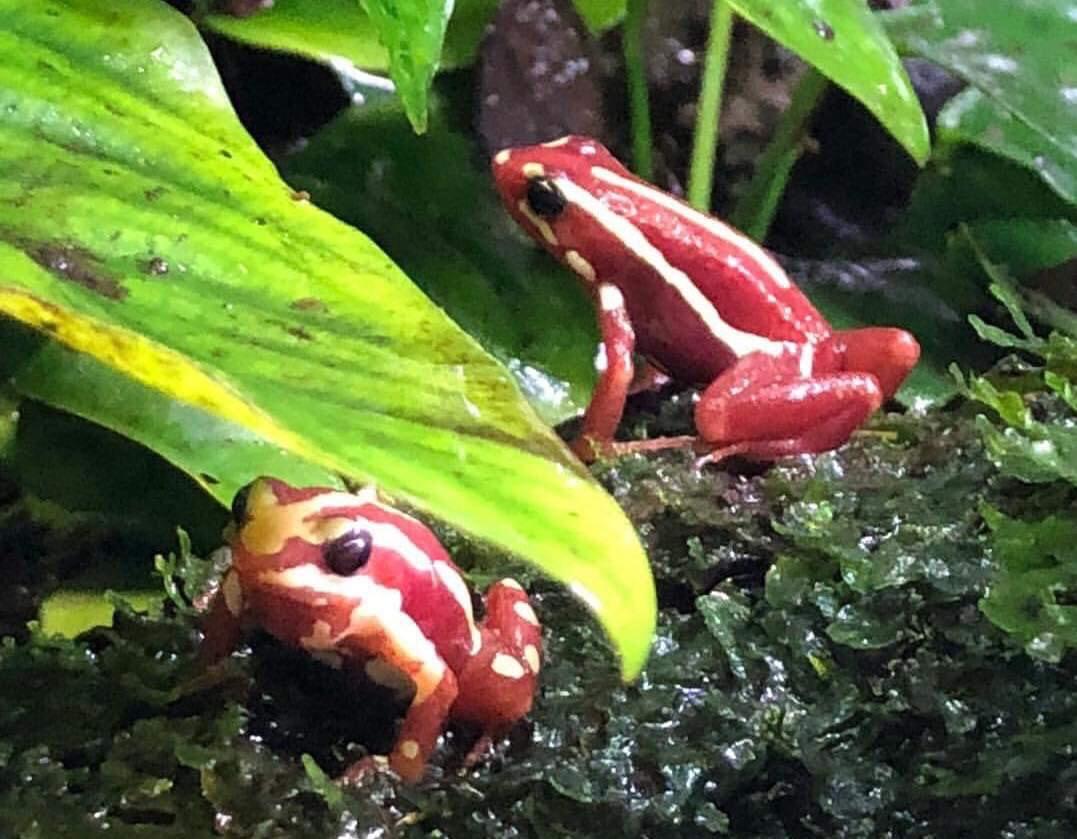 UnitedGlassGrp's tweet photo. With #NationalPetMonth almost at an end, we've saved the most exotic pets until last. Tracy our Sales Administrator, keeps Santa Isabel and Blue Azureus frogs. Also know as poison dart frogs! What beautiful creatures, and almost the same colours as featured in the PLG brand logo! https://t.co/BhM7XqcGpt