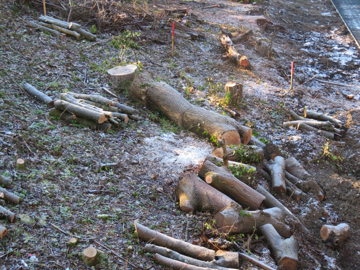 alison_fure's tweet photo. New Malden, Kingsmeadow, Dickerage lane, Dinton Fields, Jubilee Way.  HEALTHY trees felled - more2come.  CRE urban forest150 mature trees  at risk. Help make this stop @LucyFurLeaps @Srsivanesan @Justwantclarity @Melindola #tellthetruth #requestpo #treesfirst https://t.co/5CSSRe9ZPQ
