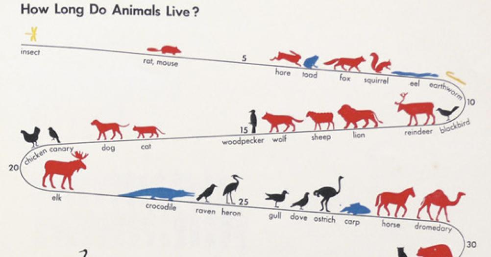 Lifespan Of Various Animals Chart