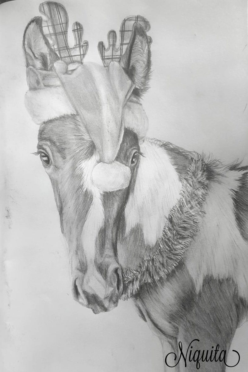 Nightshade 404 My Friend S Fur Baby Was All Dressed Up For Xmas Pencil Sketch Drawing Graphitepencil Art Artwork Realistic Horse Horses Horsie Foal Babyhorse Cutie Animal Animals Dressedupforchristmas Decorated Nightshade 404 My Friend S Fur Baby Was All Dressed Up For Xmas Pencil Sketch Drawing Graphitepencil Art Artwork Realistic Horse Horses Horsie Foal Babyhorse Cutie Animal Animals Dressedupforchristmas Decorated