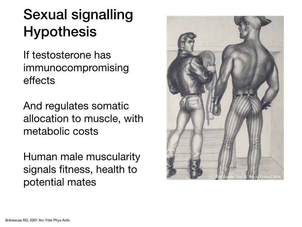 kesson's tweet photo. @maaf_owen @RebeccaSear I’d included two alternative perspectives on male muscularity as a factor in mate choice. The latter illustrated by #tom_of_finland https://t.co/8yx7dqzQ0O