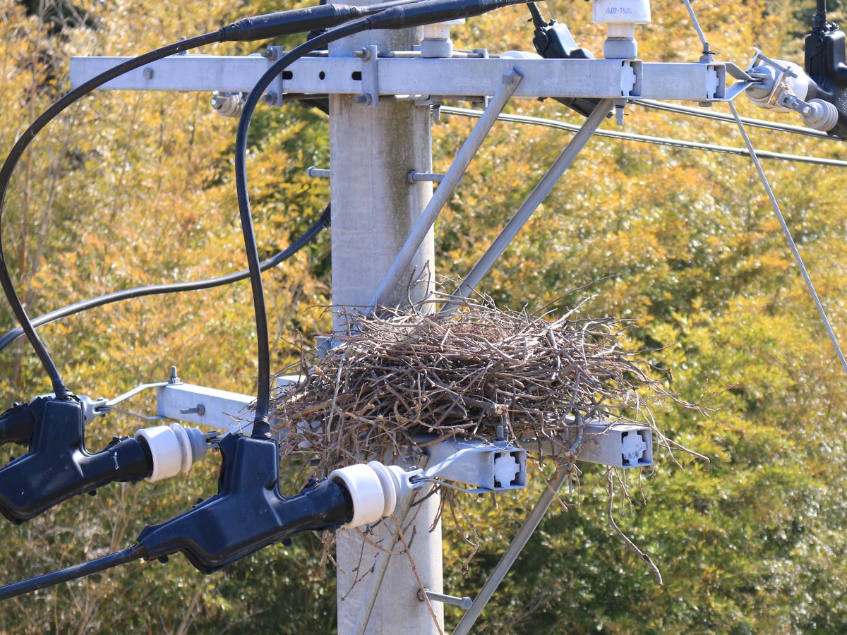 ご協力のお願い】  春先はカラスの巣作りが活発になります。巣が電線に触れると停電に至る場合があるため、当社ではカラス対策の器具の設置や巡視等を行っています。電柱 や鉄塔上に巣を見つけた際は、東北電力コールセンター（0120−175−366）までご連絡をお願いします ...