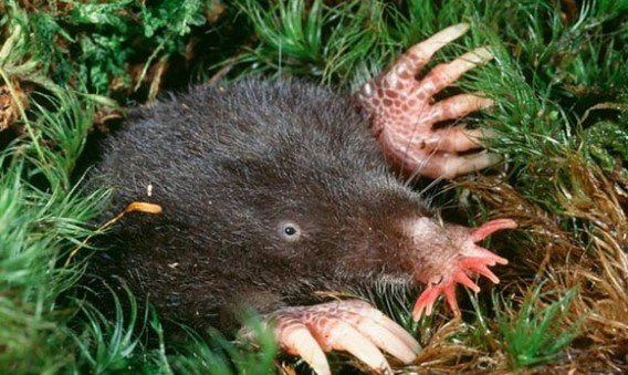 ট ইট র 魕雄 モグラ獣人のモデルのホシバナモグラ めちゃくちゃかわいい 鼻にお花が咲いてる