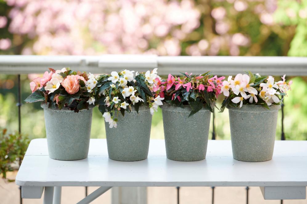 Des plantes colorées pour apporter à notre jardin une ambiance méditerranéenne... Et nous donner un petite dose quotidienne de bonheur, du printemps jusqu'à la fin de l'été ! 😃☀️
ow.ly/gCw450pZX2v