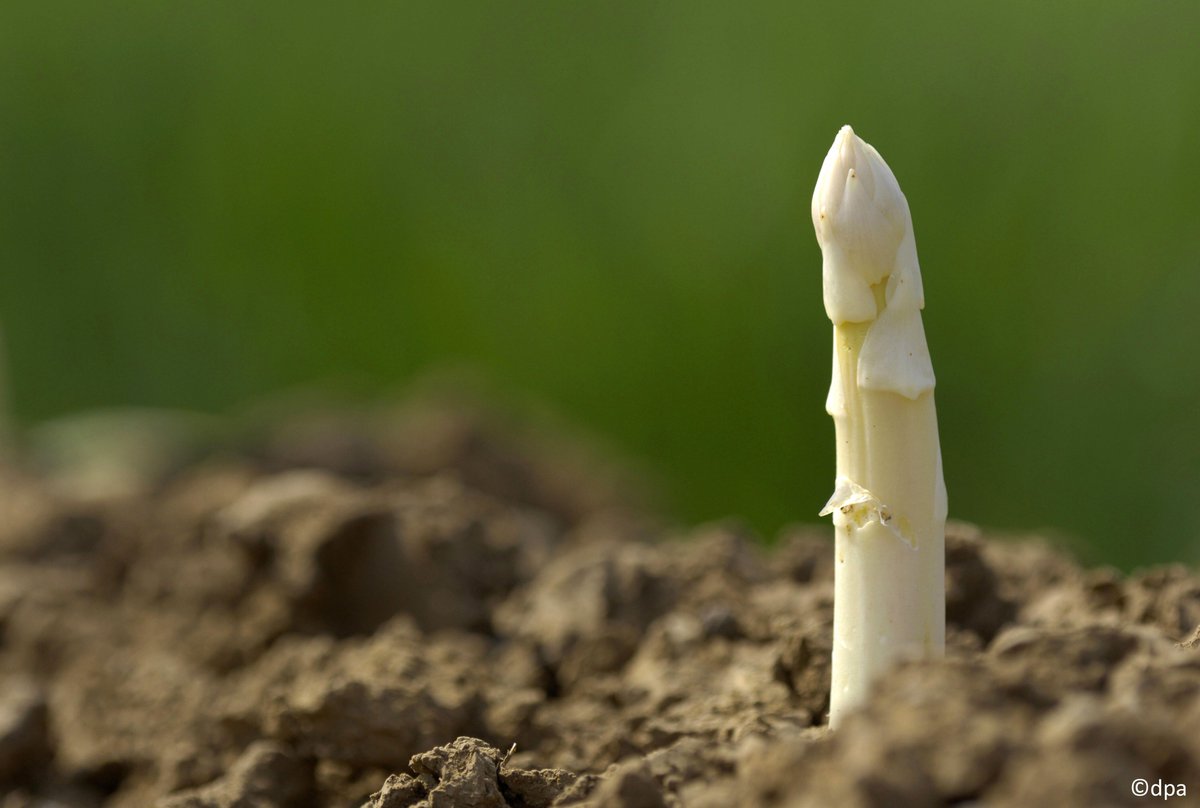 GermanEmbassy's tweet photo. Germany is currently in the grips of the 'Spargelzeit'...

From mid-April until June 24th the country is caught up in an annual obsession for seasonal white asparagus which will see the average German consume 1.5kg of the 'white gold'.

➡️https://t.co/u78NaUlxiQ https://t.co/ldpowVEzu5