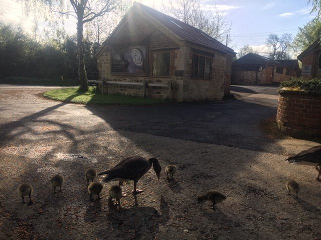 everhotcookers's tweet photo. Spring has sprung at the mill and so have these beautiful little goslings
#everhot #cookers #rangecookers #cotswolds #madeinbritain #CoaleyMill #goslings #birds #birdsofinstagram https://t.co/SSAxRUcYj9