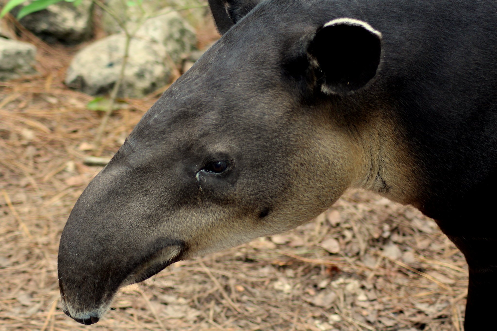 World Tapir Day on Twitter: World Tapir Day on Twitter: