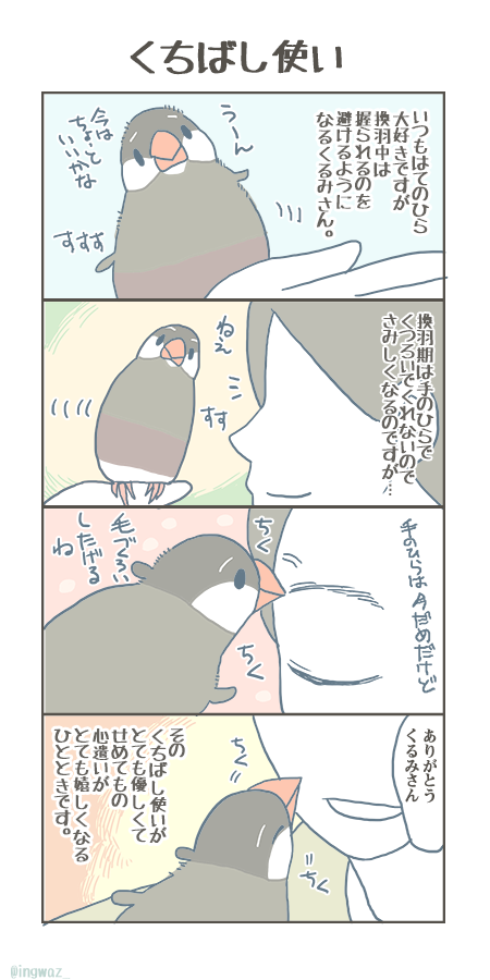 くるみさんはとても毛づくろいが上手なのです。

#buncho #javasparrow #文鳥 