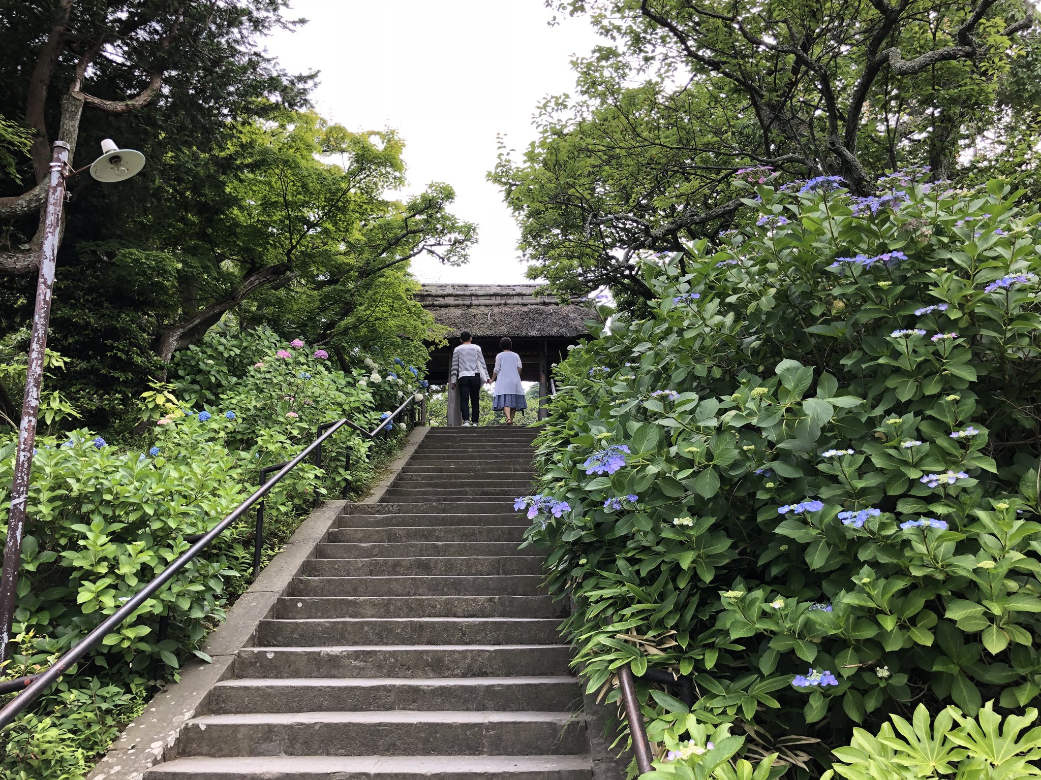 垂直落下 A Twitter Cima 紫陽花綺麗ですよね ここ最近は毎年八景島の紫陽花祭りを見に行ってます 一度鎌倉のあじさい寺 に行ってみたいが雨が酷かったり用事があったりで未だ行けず 八景島別に山でも遊園地でもない癖にこの価格w T Co