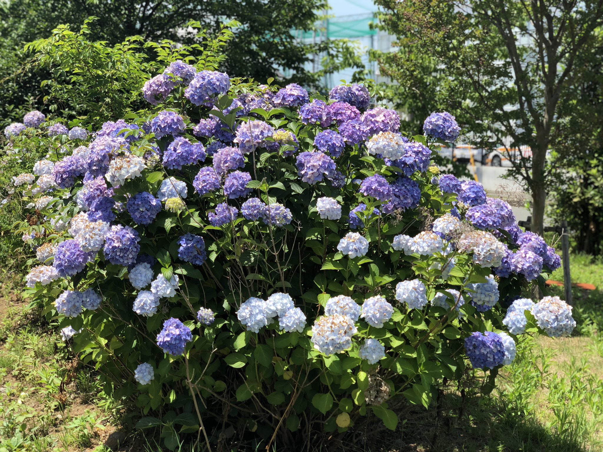 垂直落下 A Twitter Cima 紫陽花綺麗ですよね ここ最近は毎年八景島の紫陽花祭りを見に行ってます 一度鎌倉のあじさい寺 に行ってみたいが雨が酷かったり用事があったりで未だ行けず 八景島別に山でも遊園地でもない癖にこの価格w T Co