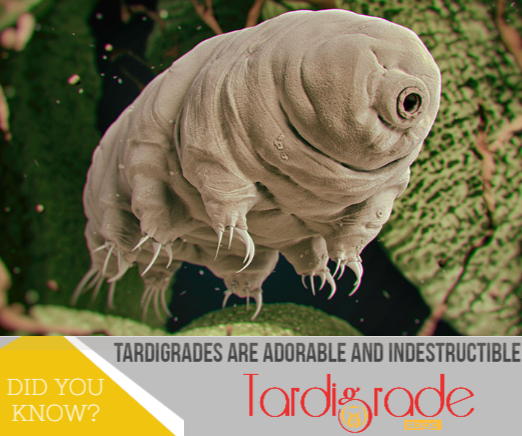 BagsTardigrade's tweet photo. Interesting facts about #Tardigrades!
#TardigradeBag #Bags #FireproofBag #FireResistantBag #Waterproof #WaterResistantBag #InnovativeBags #TravelBag #SafeBag #TardiBags #Amz #Tardigrade #Tardigrades https://t.co/11ZZMTQvsa