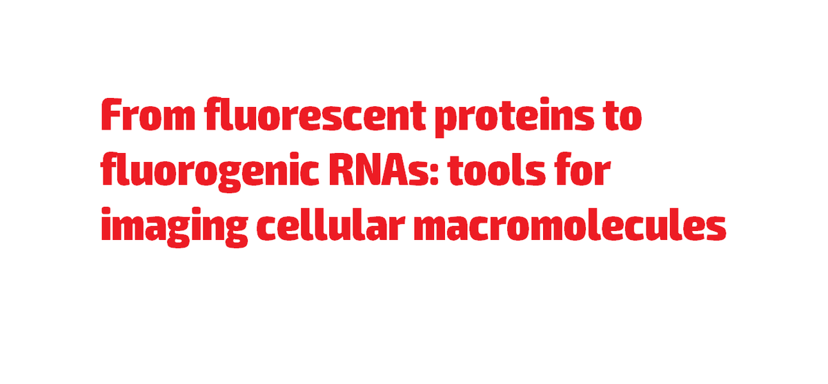 vnzloy's tweet image. From #fluorescent #proteins to #fluorogenic #RNAs: tools for #imaging #cellular #macromolecules
  Lynda Truong, Adrian R. Ferré‐D'Amaré
  doi.org/10.1002/pro.36…