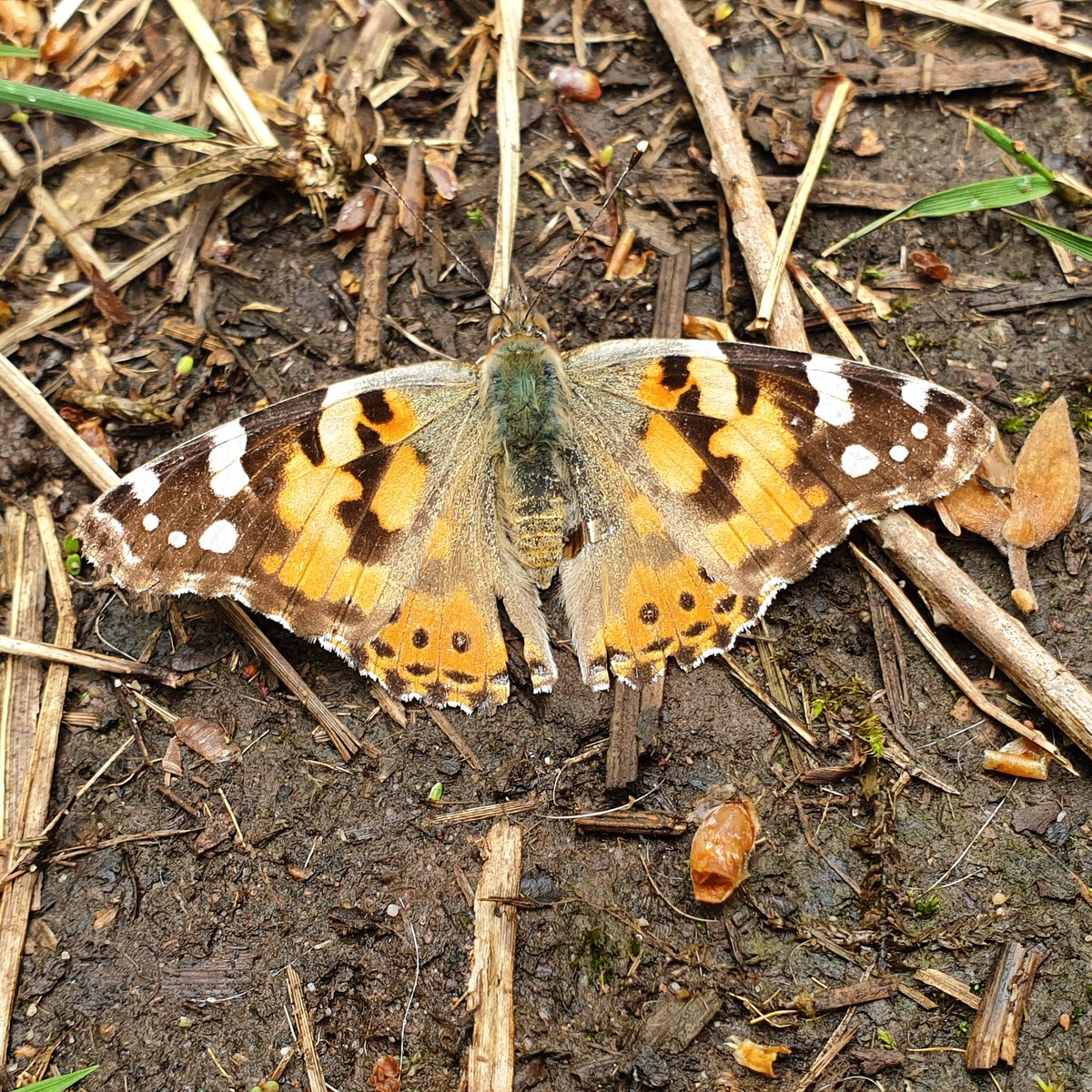 We spotted our first #Paintedlady of the year 🦋 These fascinating #butterflies #migrate to and from northern Africa! #vanessacardui