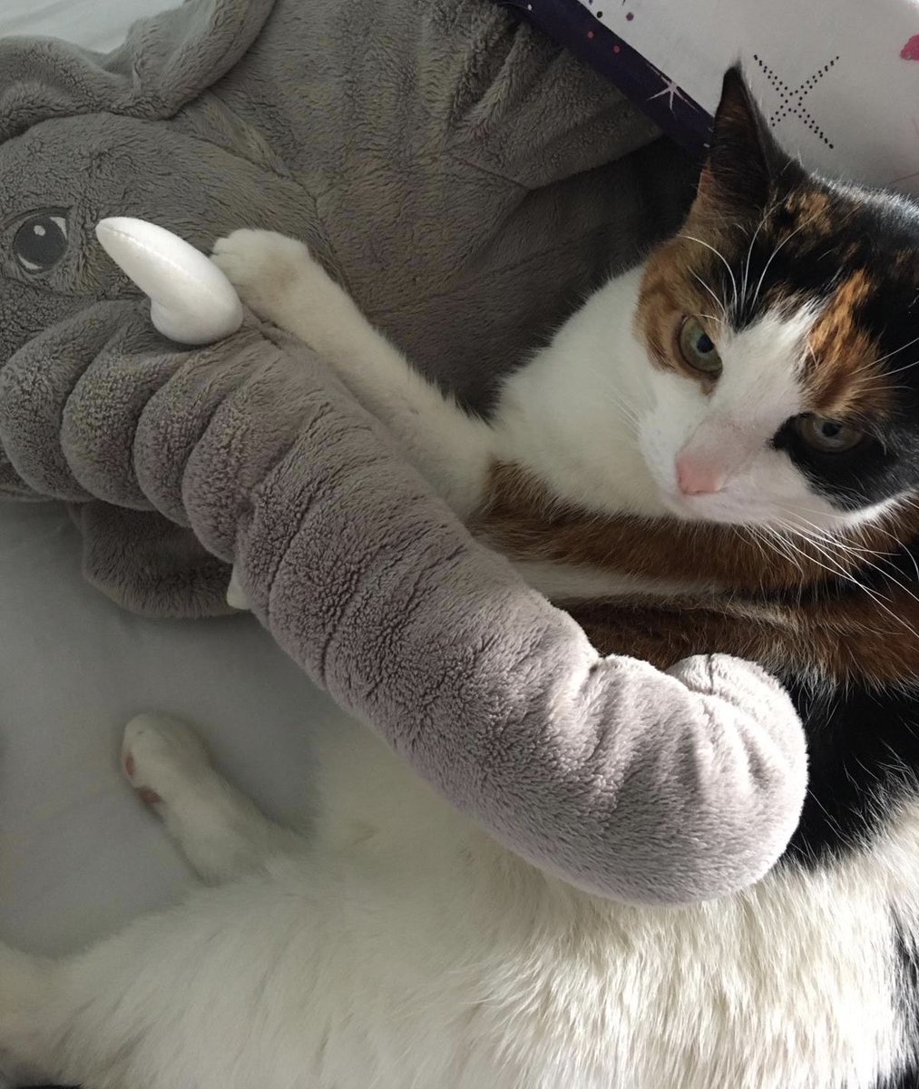 Molly the Cat tweet media
