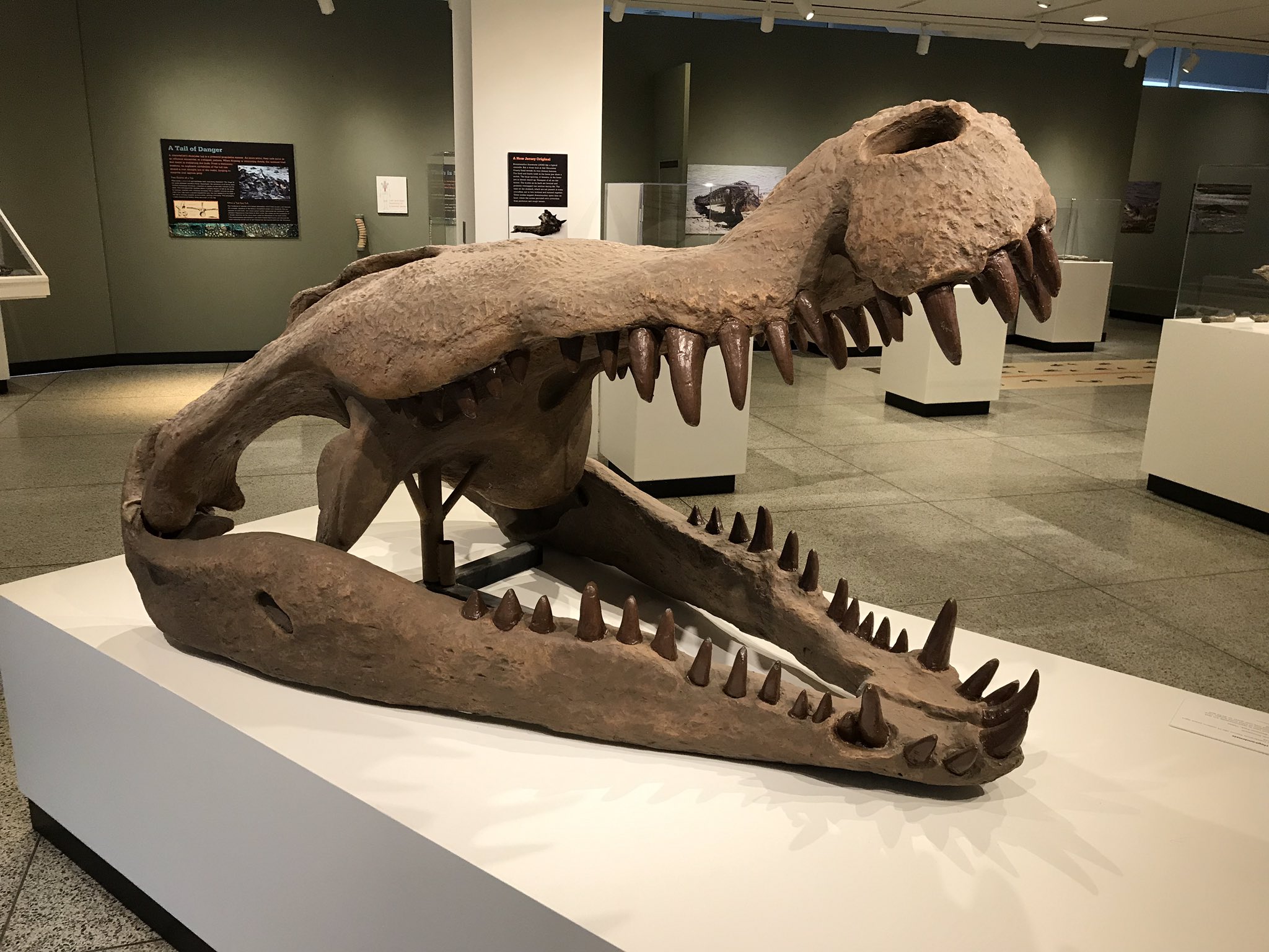 Deinosuchus riograndensis skull cast