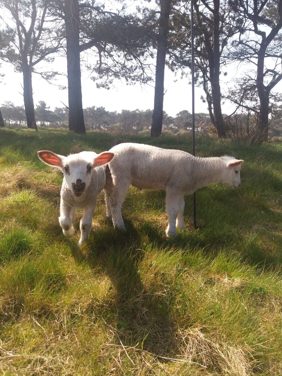 Our lovely lambs #springsunshine #midweekgetaway