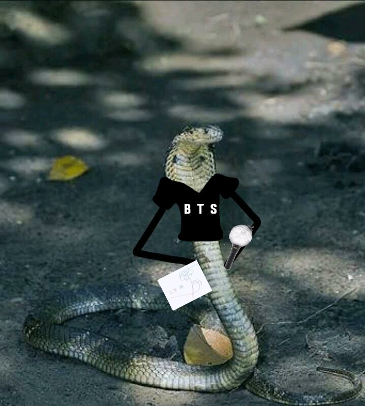 RedCat_Official's tweet photo. Pra quem não ta entendendo #𓆦𓊸𓆙
Bee: abelha rainha
Tea: chá
Snake: cobra

ERA uma tag codificada q antis usava para falar do BTS sem dá pinta aí jkkkkkk as armys FBI descobriram e agora nós reivindicando

To tipo???¿¿¿
fandom debochados AMEEEEi kkk
#BBMAsTopSocial BTS @BTS_twt https://t.co/9jytUly3JM