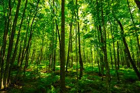 AimeeBishop7's tweet photo. @fordnation you know what we need less of?  TREES! They are SO OVER RATED! Thanks so much for cancelling the planting of them!  I was just thinking to myself yesterday, you know what Ontario needs less of?  TREES! Who needs to breathe?!?! #ONpoli @FordBeGone https://t.co/fn6b1T4mdU