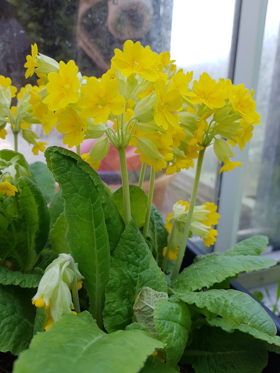 K8tieWilkinson's tweet photo. Thank you to everyone who came to our Greengage open day today. We raised a whopping £180 for the project thanks to everyone's generosity! @DorsetWildlife @stepin2nature @Nat_Choices https://t.co/REoo1Ip7jq