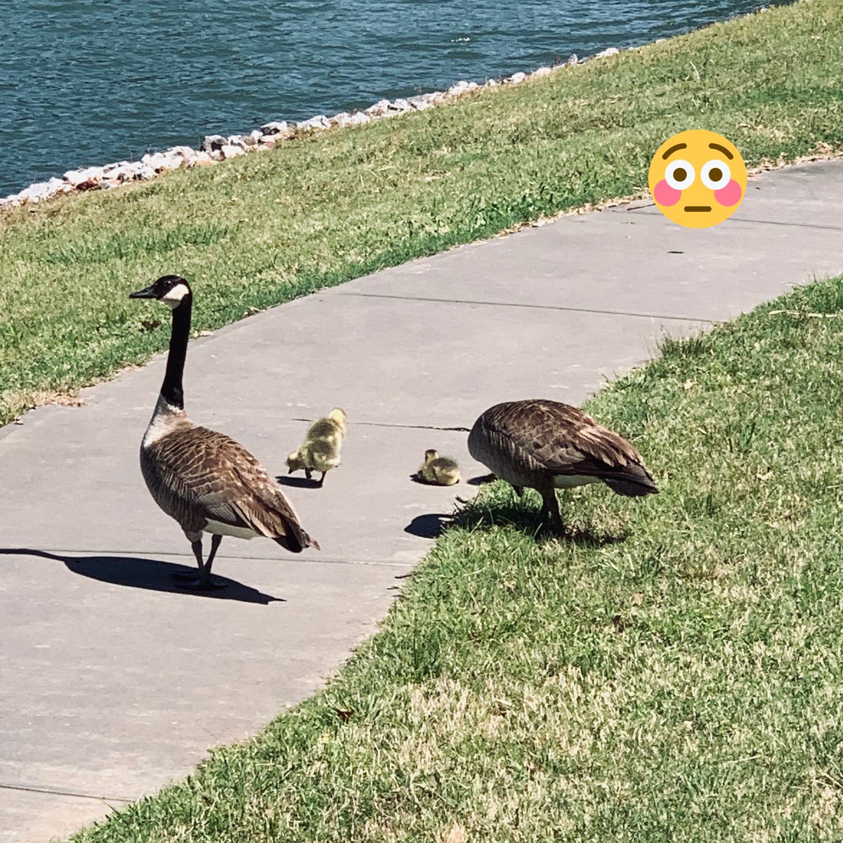 d20Secret's tweet photo. So you are taking your morning break walking around the track at work, the smell of honeysuckle on the wind...
Then you realize you almost walked into one of the family of geese which populate the water... then you know fear... 😲
#devilducks #wanderingmonster #randomencounter https://t.co/74mMq0ZLfB