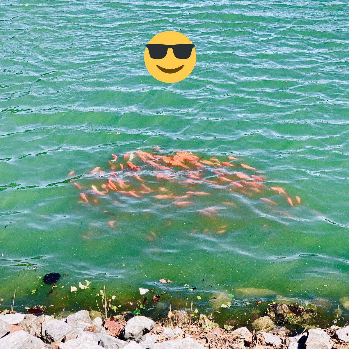 d20Secret's tweet photo. So you are taking your morning break walking around the track at work, the smell of honeysuckle on the wind...
Then you realize you almost walked into one of the family of geese which populate the water... then you know fear... 😲
#devilducks #wanderingmonster #randomencounter https://t.co/74mMq0ZLfB