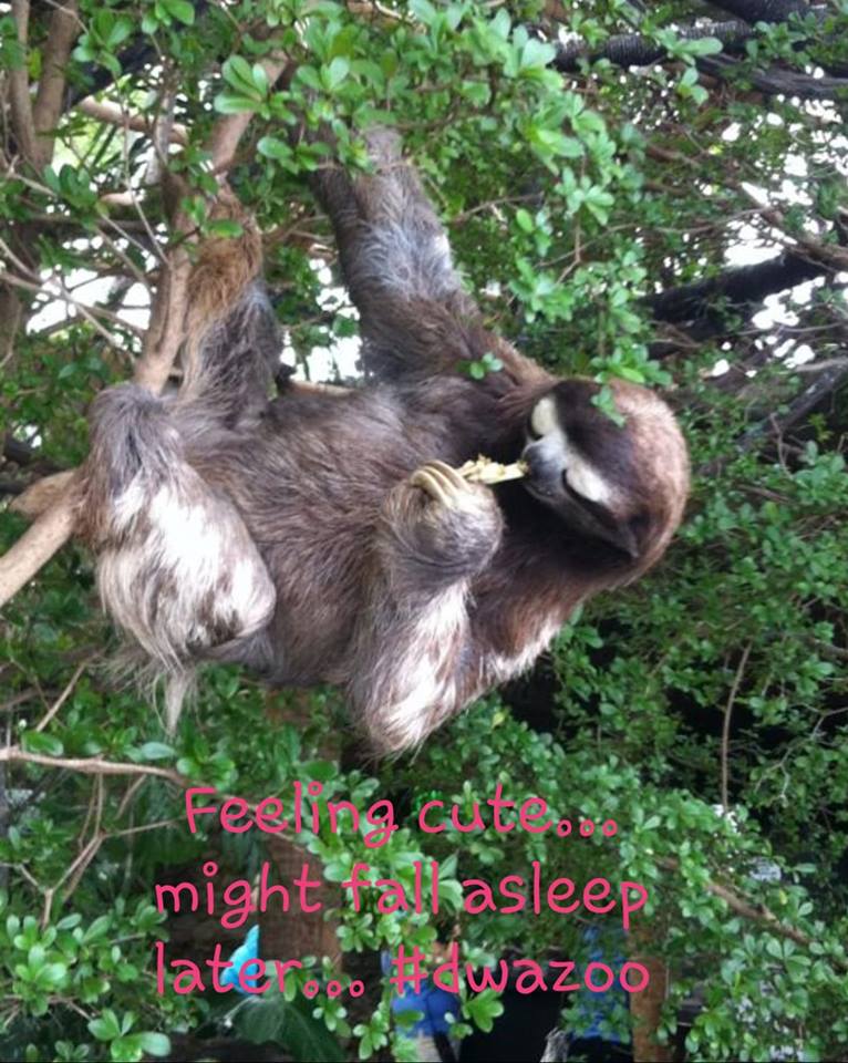 darylsbydesign's tweet photo. Jewel the Sloth @officialdwazoo #dwazoo #officialdwazoo #threetoedsloth #jewelthesloth #feelingcute #conservation #education #savethesloth #savetheworld #zoos #aquariums #events #dallas #venue https://t.co/z1BeXMi0UU
