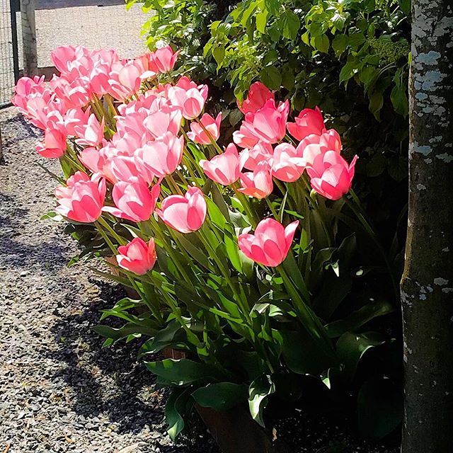 farnia22's tweet photo. When the sun shines through tulips... #thechroniclesoffarnia #thingssoamazeme #makemagic #becurious #pink #tulips #skagitvalleytulipfestival #tulipfestival #tuliptown #sunshine #light #pink #happiness #beauty #nature https://t.co/MwnUpknjAk https://t.co/InDV0A6Sor