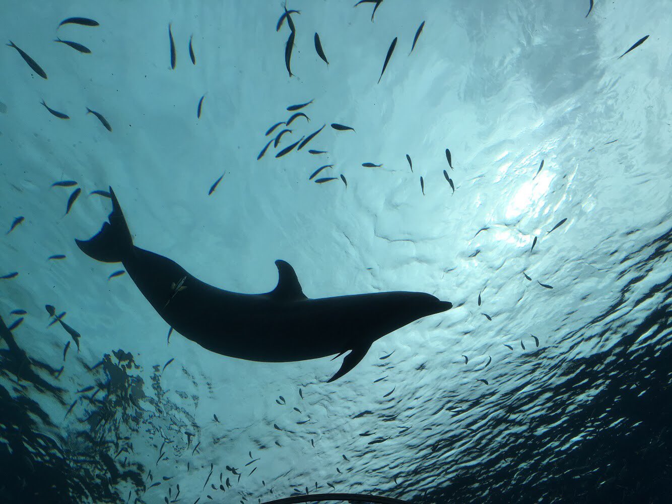 ももかおり 太陽の陽でシルエットになるイルカが大好き リアル海獣の子供 T Co Ofnfxhjidc Twitter