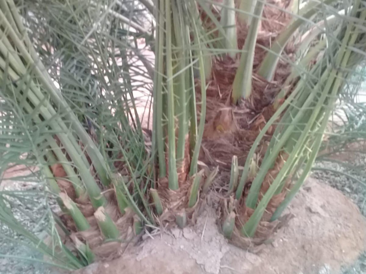 My9ujwjP5OOViPy's tweet image. مقاول نخيل فروخ صقعيللبيع وبسعار مناسبه٢٥٠ريال مع القلع ونقل ولغرس لتواصل جوال0578080016