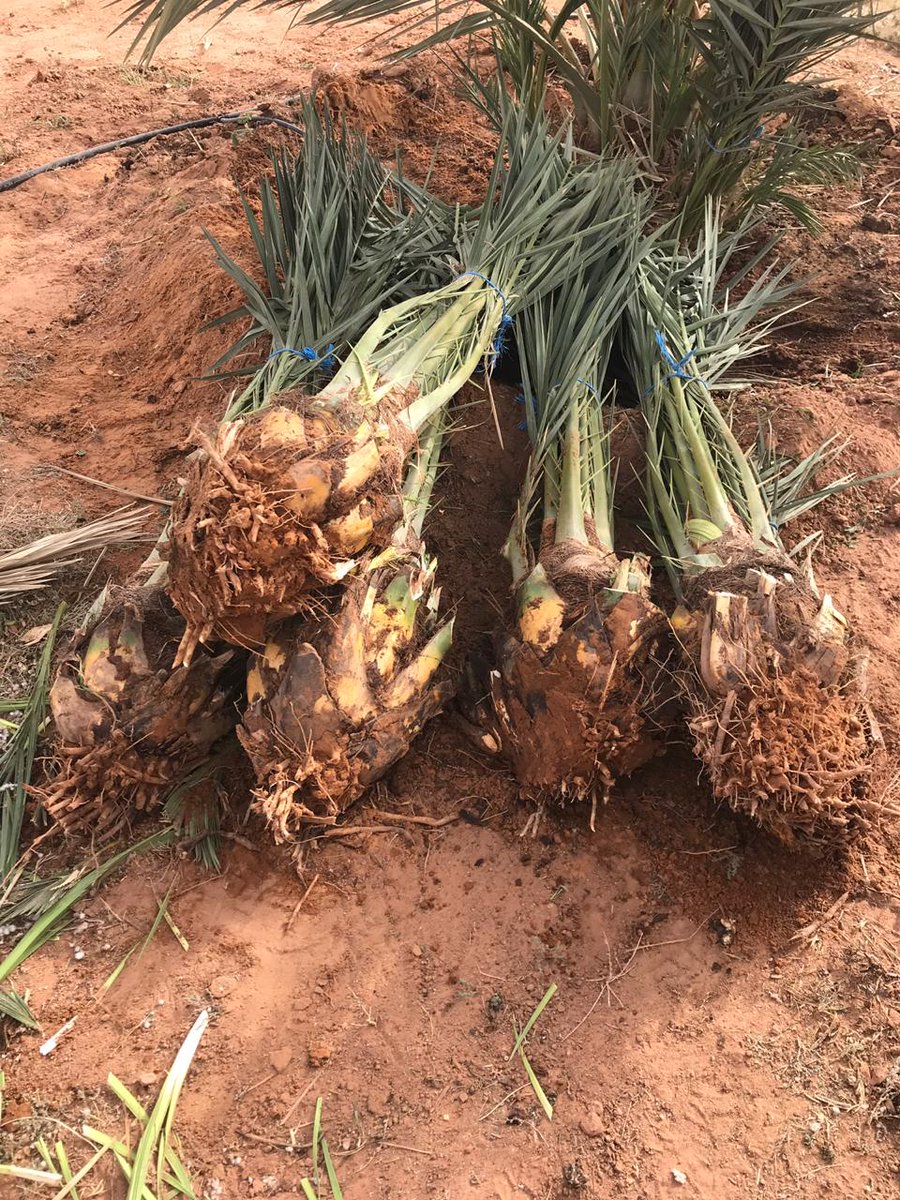 My9ujwjP5OOViPy's tweet image. مقاول نخيل فروخ مجدول للبيع علي ٢٥٠ ريال مع النقل وقلع وال غرس لتواصل جوال0578080016