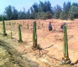 My9ujwjP5OOViPy's tweet image. مقاول نخيل فروخ مجدول للبيع علي ٢٥٠ ريال مع النقل وقلع وال غرس لتواصل جوال0578080016