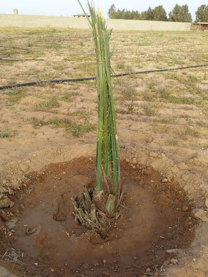 My9ujwjP5OOViPy's tweet image. مقاول نخيل فروخ مجدول للبيع علي ٢٥٠ ريال مع النقل وقلع وال غرس لتواصل جوال0578080016