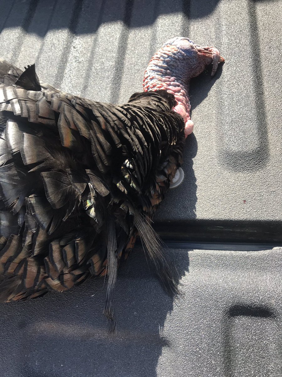 First double beard Tom  #nebraska #nwtf #hunting #springturkey #turkeyfever #avianx  #turkeyselfie @turkeyhitman @WildTurkeyReprt    @HuntingPublic @Over4now  @truth618