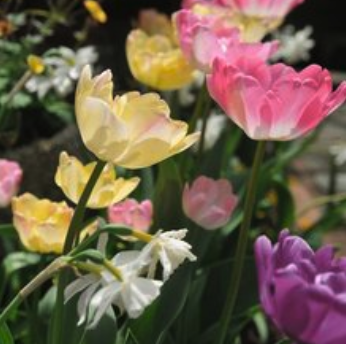 AlexLivingMag's tweet photo. Alexandria will help kick off the Garden Club of Virginia’s 86th Historic Garden Week public tour on Saturday: https://t.co/ehE4JPwUEW #VAgardenweek #AlexandriaVA #visitalx https://t.co/37oVyh2lQZ