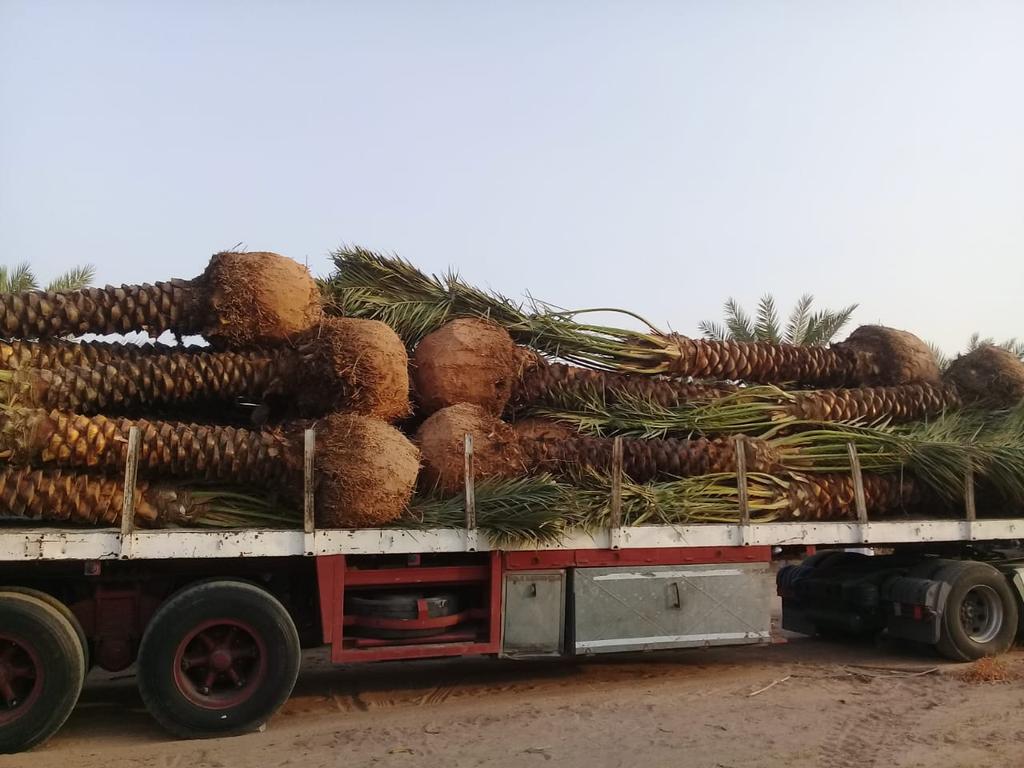 My9ujwjP5OOViPy's tweet image. مقاول نخيل نقيل للبيع من متر ال خمسه امتار نورد ال جميع أنحاء المملكة العربية السعودية لتواصل جوال 0578080016